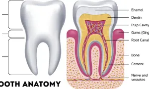 Anatomia zęba: korona, szyjka, korzeń. W przekroju widoczne szkliwo, zębina, miazga, dziąsło, kanał korzeniowy, kość. Czy ząb to kość? Nie, to złożona struktura.