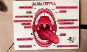 Edukacyjna tablica z napisem "Jama ustna" prezentuje anatomię jamy ustnej z zaznaczonymi elementami: wargi, zęby, podniebienie, język, migdałki.
