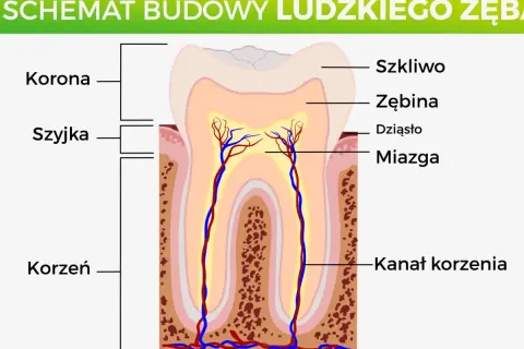 Schemat budowy ludzkiego zęba: korona, szyjka, korzeń, szkliwo, zębina, miazga i kanał korzenia.