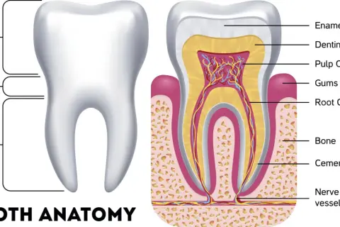 Anatomia zęba: korona, szyjka, korzeń. W przekroju widoczne szkliwo, zębina, miazga, dziąsło, kanał korzeniowy, kość. Czy ząb to kość? Nie, to złożona struktura.