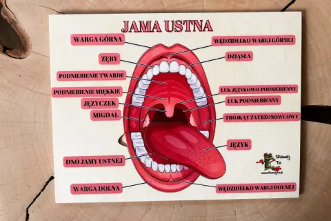 Edukacyjna tablica z napisem "Jama ustna" prezentuje anatomię jamy ustnej z zaznaczonymi elementami: wargi, zęby, podniebienie, język, migdałki.