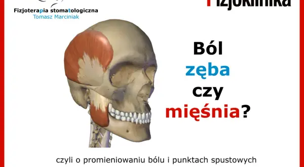 Model czaszki z zaznaczonym mięśniem skroniowym. Czy to ból zęba czy mięśnia? Fizjoterapia stomatologiczna.