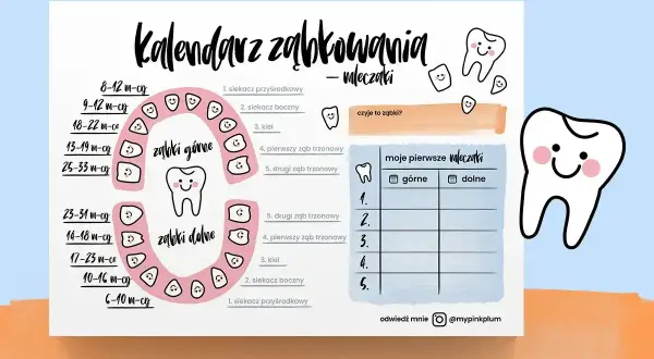Kalendarz ząbkowania mleczaków: kolejność wyrastania zębów od siekaczy po trzonowce, z podziałem na górne i dolne.