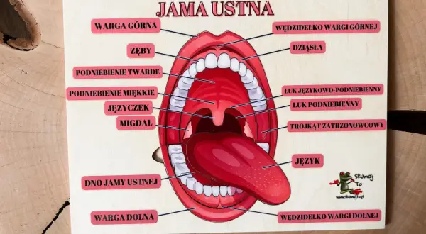 Edukacyjna tablica z napisem "Jama ustna" prezentuje anatomię jamy ustnej z zaznaczonymi elementami: wargi, zęby, podniebienie, język, migdałki.