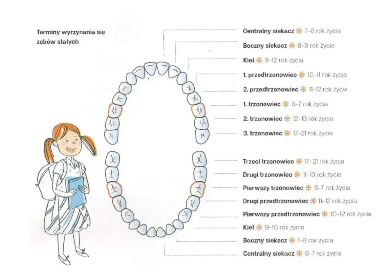 Schemat pokazuje, ile czasu rośnie ząb stały, od siekaczy (6-9 lat) po trzecie trzonowce (17-21 lat).