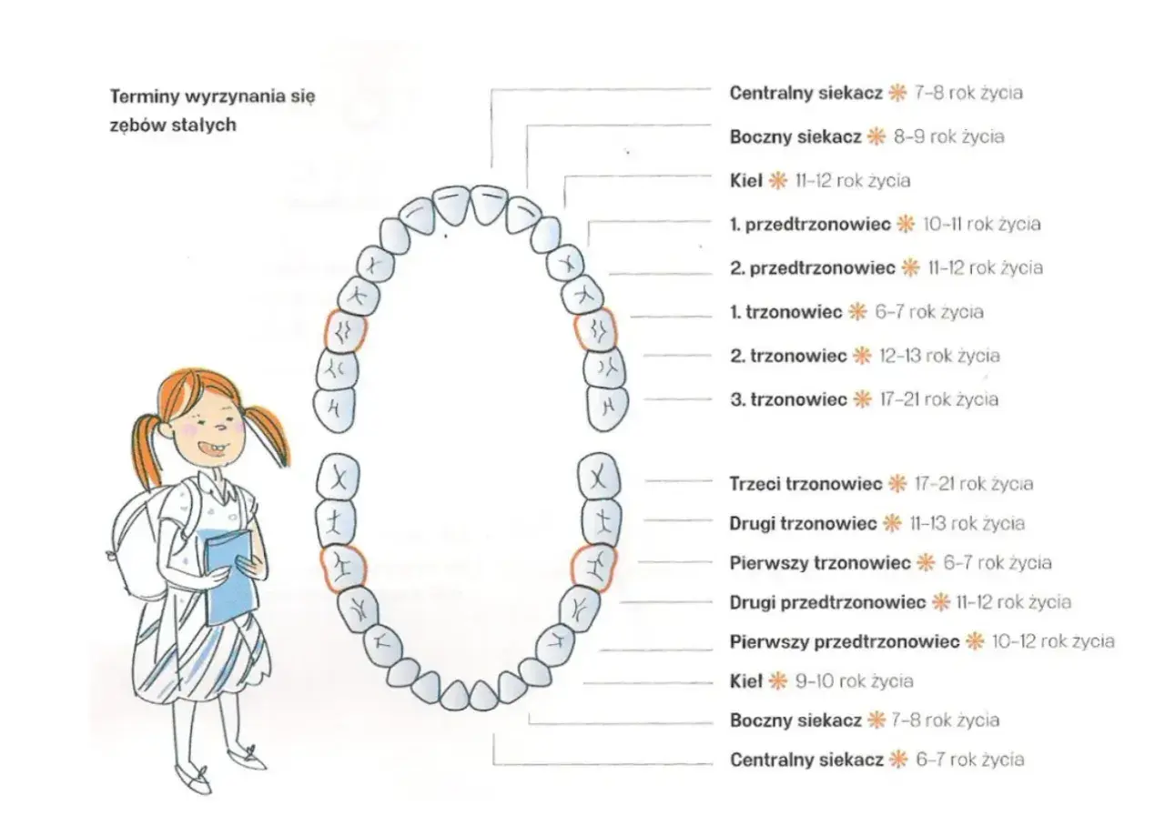 Schemat zębów stałych z terminami wyrzynania. U 3-latka zęby szóstki dopiero się pojawią, zgodnie z wykresem.