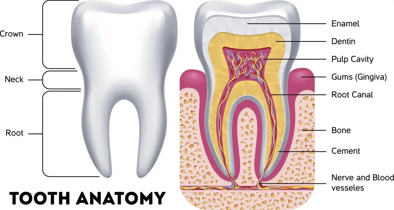 Anatomia zęba: korona, szyjka, korzeń. W przekroju widoczne szkliwo, zębina, miazga, dziąsło, kanał korzeniowy, kość. Czy ząb to kość? Nie, to złożona struktura.