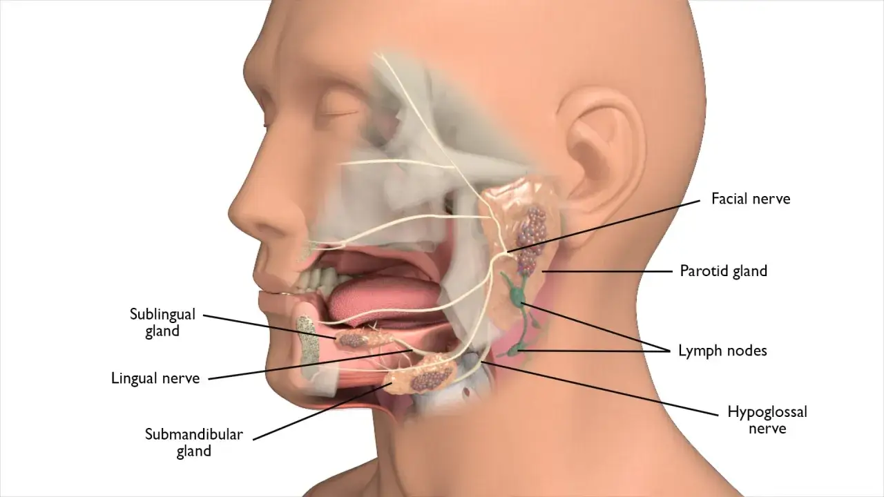 Anatomia głowy z zaznaczonymi gruczołami ślinowymi i nerwami. Ból pod żuchwą przy dotyku może być związany z obrzękiem węzłów chłonnych lub zapaleniem gruczołu podżuchwowego.