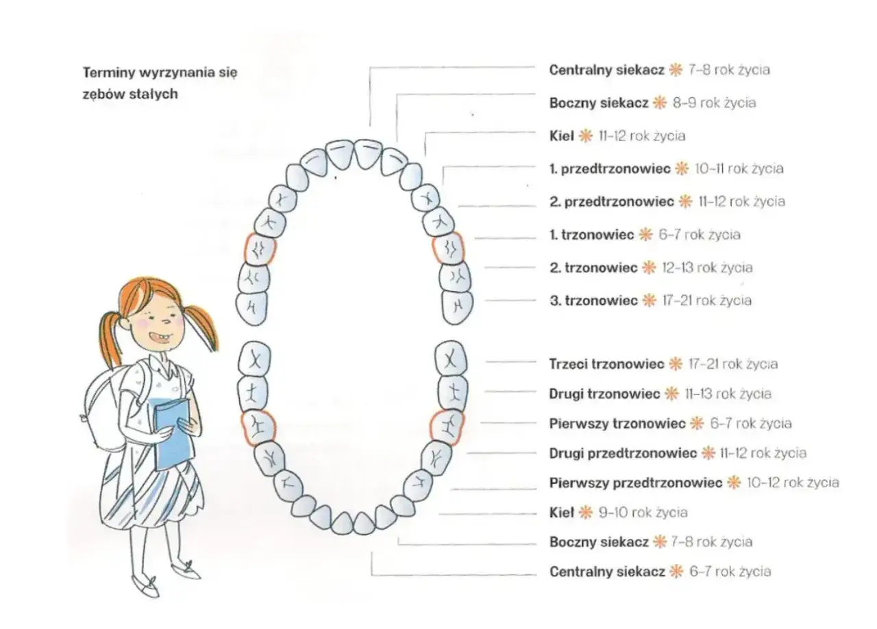 Schemat zębów stałych i ich wyrzynania. Czy szóstki to zęby mleczne? Nie, to pierwsze trzonowce stałe, wyrzynają się ok. 6-7 roku życia.
