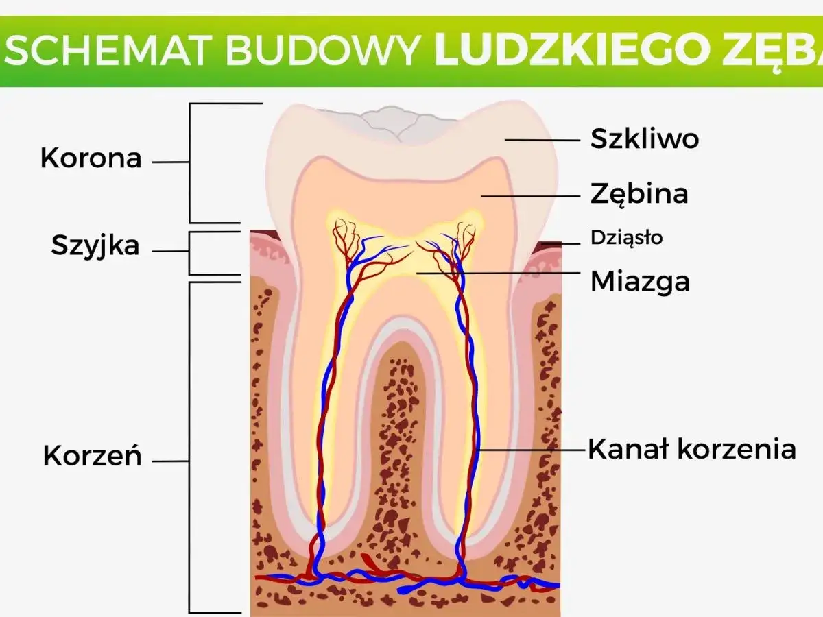Schemat budowy ludzkiego zęba: korona, szyjka, korzeń, szkliwo, zębina, miazga. Czy ząb to kość? Nie, to złożona struktura.