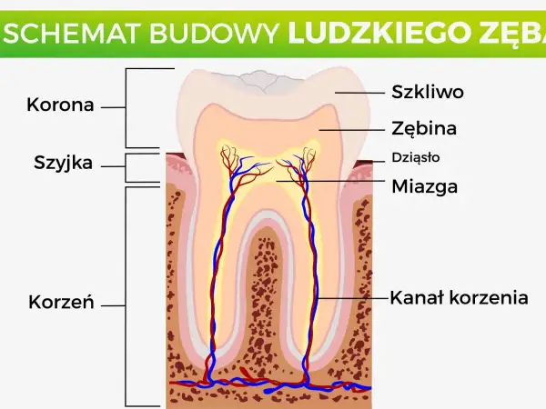 Schemat budowy ludzkiego zęba: korona, szyjka, korzeń, szkliwo, zębina, miazga i kanał korzenia.