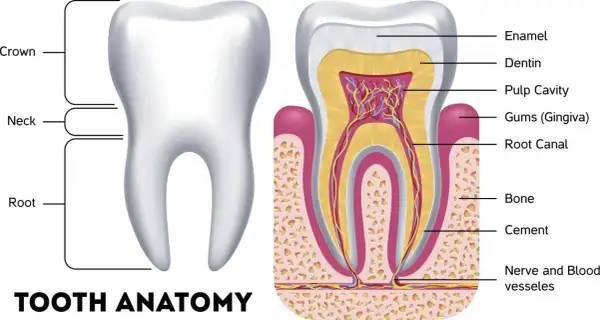 Anatomia zęba: korona, szyjka, korzeń. W przekroju widoczne szkliwo, zębina, miazga, dziąsło, kanał korzeniowy, kość. Czy ząb to kość? Nie, to złożona struktura.