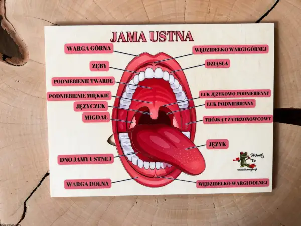 Edukacyjna tablica z napisem "Jama ustna" prezentuje anatomię jamy ustnej z zaznaczonymi elementami: wargi, zęby, podniebienie, język, migdałki.